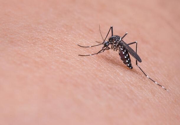 Sposoby na ukąszenie komara